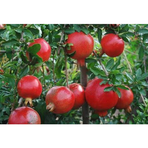 Fresh pomegranate, Packaging Type : Carton