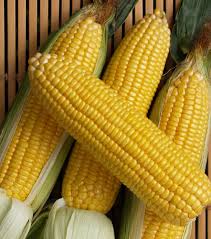 yellow corn