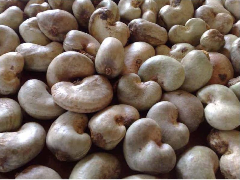 Organic raw cashew nuts, Grade : W240