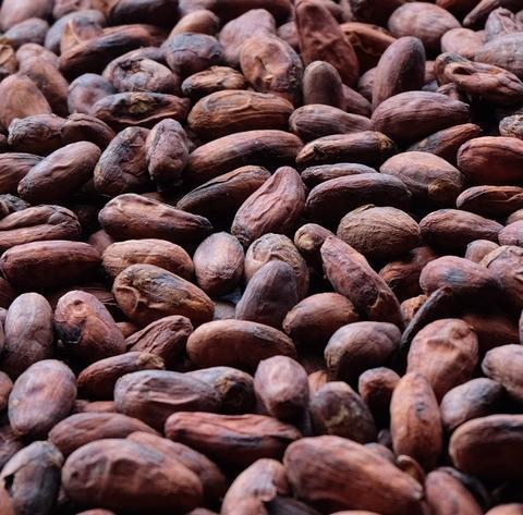 Cocoa Seeds, Color : Brown