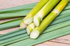 Fresh Sugarcane