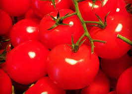 Organic Fresh Tomato, Packaging Size : 5-20 Kg