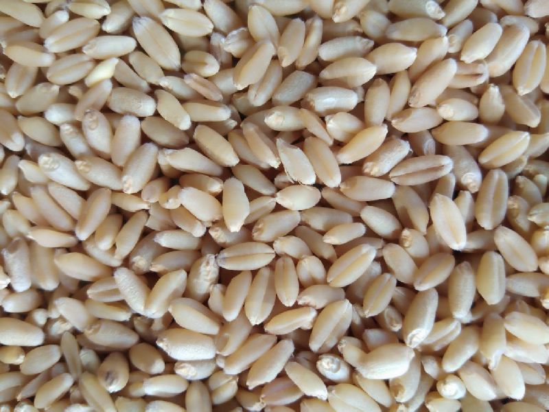 Retailer Of Food Grains And Cereals From Chittaurgarh Rajasthan By Food