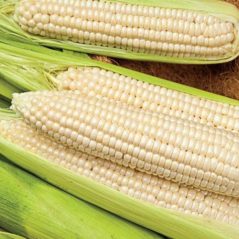 Organic Whole White Corn