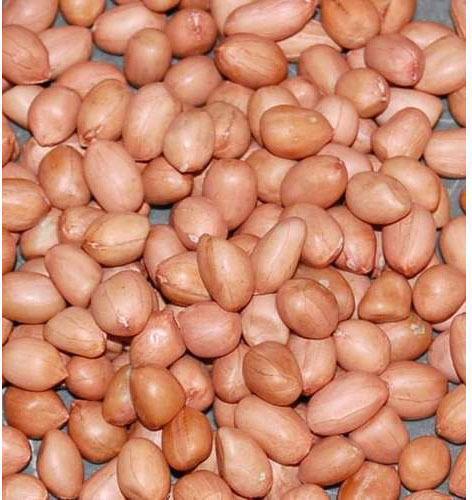 Groundnut Kernels