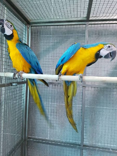 Gold And Blue Macaw Parrots For Sale Manufacturer In Maharashtra India Id 4003038,Cooking Ribs On Gas Grill In Foil