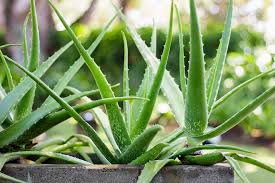 Organic Aloe Vera Plant, Feature : Insect free - Easy to grow