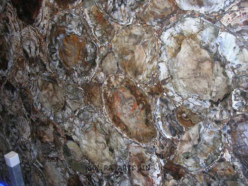 Petrified Wood Stone - (rough)
