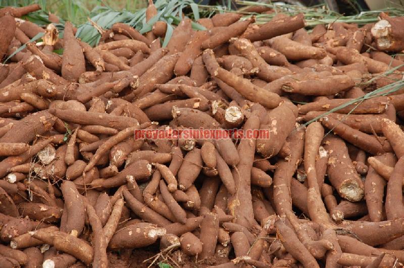Fresh Cassava Root
