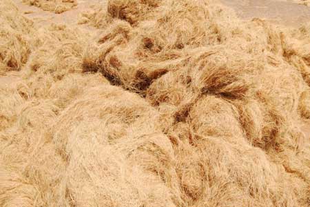 Coir Fiber