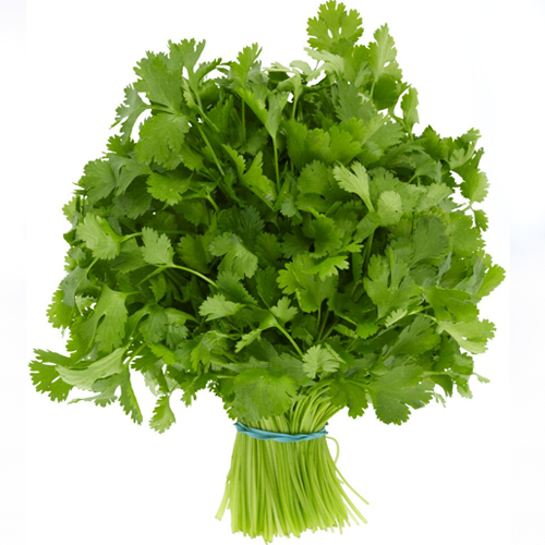 General Fresh Coriander Leaves at best price in Samastipur Bihar from