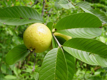 Guava Leaf Extract at Best Price in Bangalore - ID: 4000140 | Phytotech ...