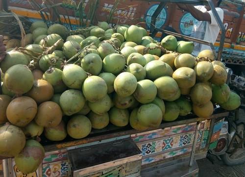 Common green coconut