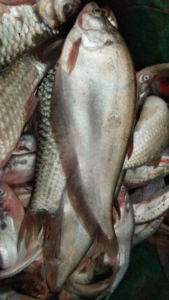phali fish or patola fish