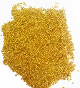 Yellow Millet Seeds