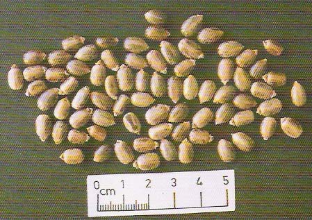 Ricinus communis seeds, Style : Dried