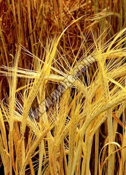 Organic Barley, Shelf Life : 1yrs