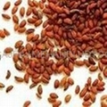 Henna Seeds, Purity : 99.5%