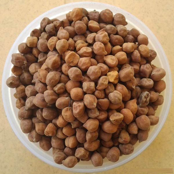 How Much Protein In 50 Gm Chana