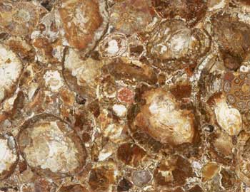 African Petrified Wood Granite Floor Tiles