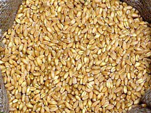 wheat grain