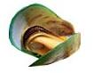 Green Mussel
