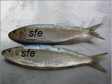 Oil Sardine Fish