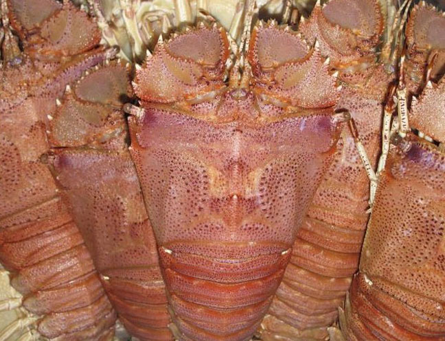 Sand Lobster