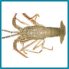 Spiny lobster whole