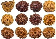 Rudraksha