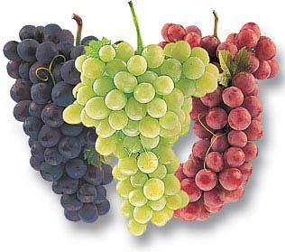 fresh grapes