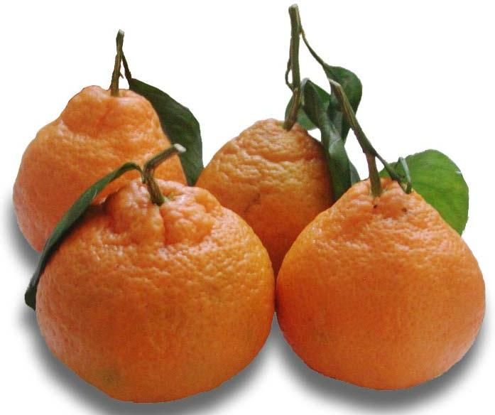 Fresh Mandarin Oranges
