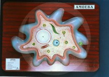 AMOEBA PROTEUS