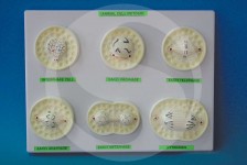Animal Cell Division, Mitosis