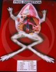 Frog Dissection