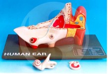 Human Ear, 3 Parts