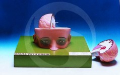 Human Head And Brain anatomy model