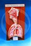 Human Respiratory System