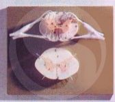 Human Spinal Cord