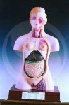 Human Torso with Interchangeable Sex Organs