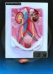 HUMAN URINARY ORGANS