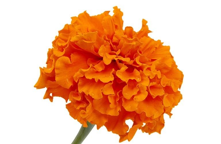 Lutein (Marigold)