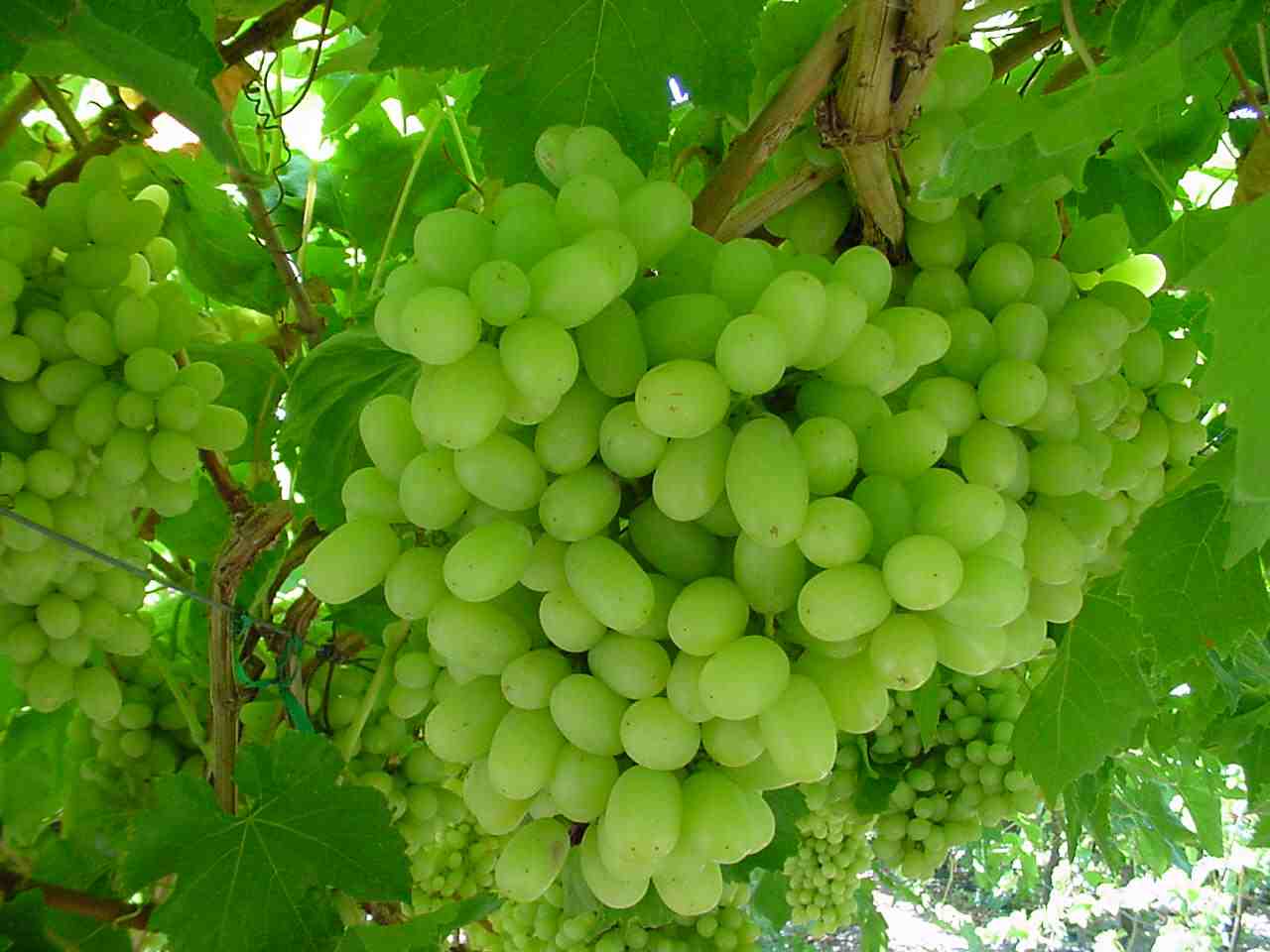 Common fresh grapes, Grade : A+