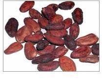 cocoa beans