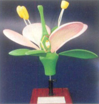 Flower Model