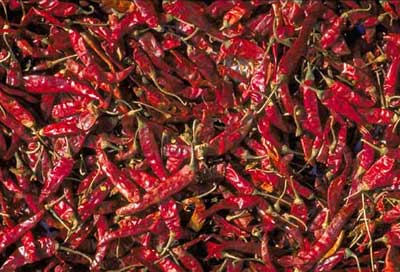 Red Chilies