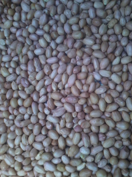 raw peanut kernels