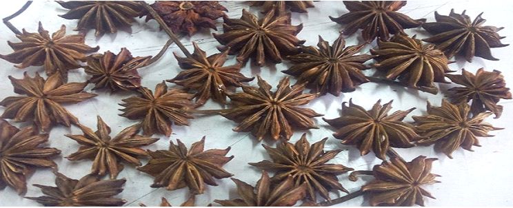 Raw Common Star Anise For Food Medicine, Spices, Cooking