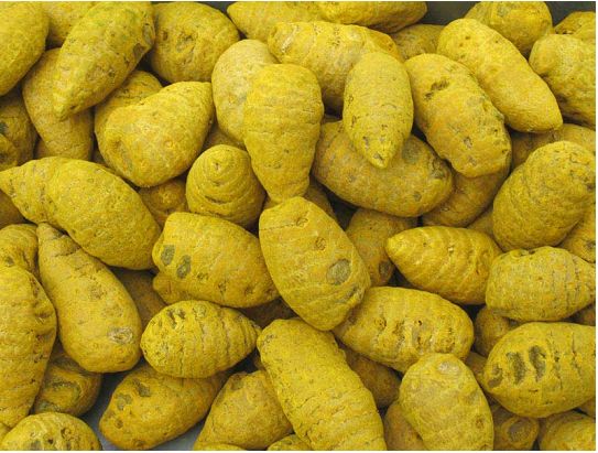 Polished Blended Organic Turmeric Bulb, for Ayurvedic Products, Cooking, Cosmetic Products, Herbal Products