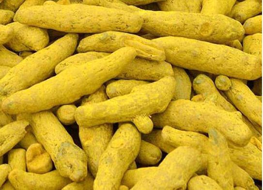 Natural Polished Raw turmeric finger, for Spices, Variety : Assam